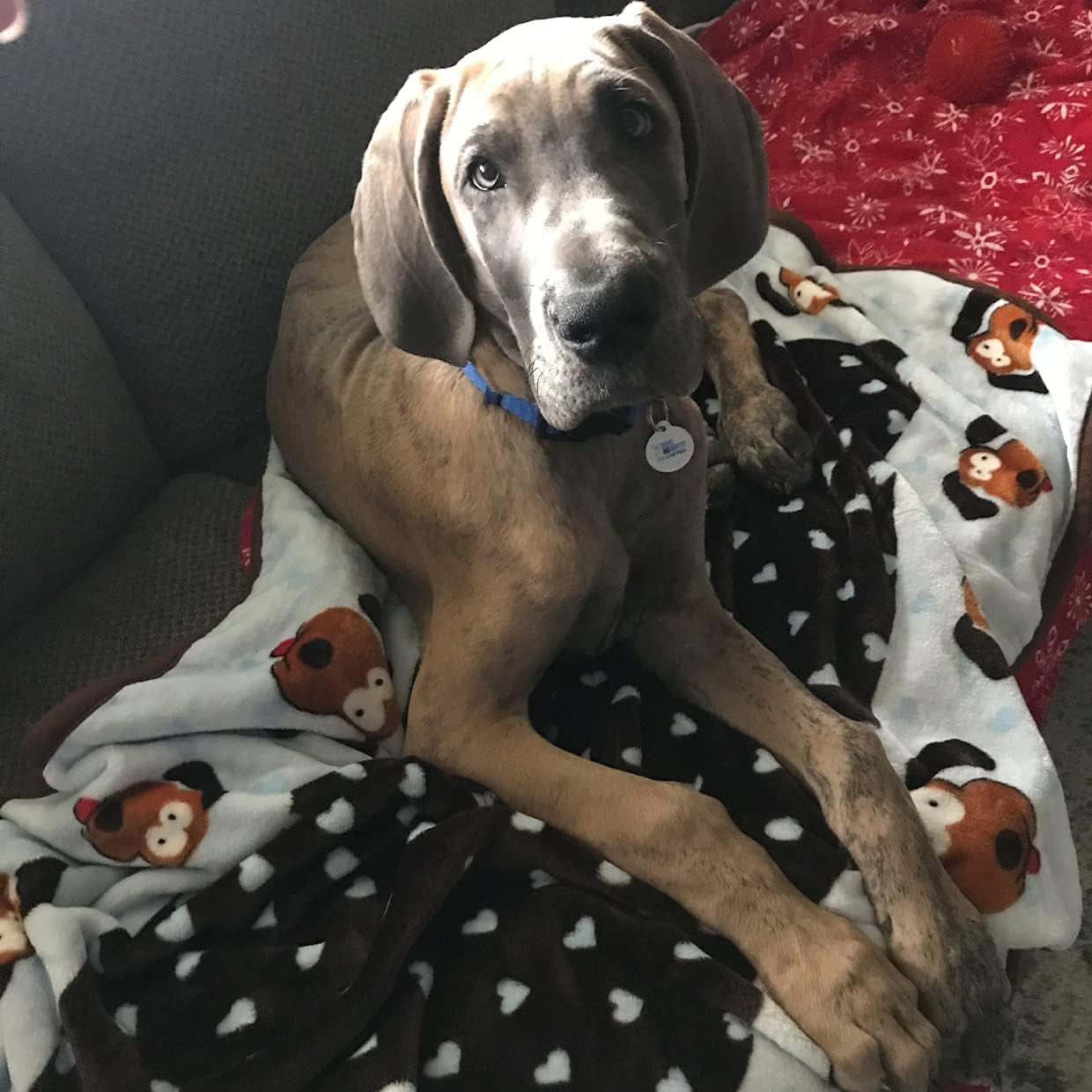 Blanket for Pets - Cozy Dog Blanket for Small Dogs - Machine Washable Dog Blanket in Blue