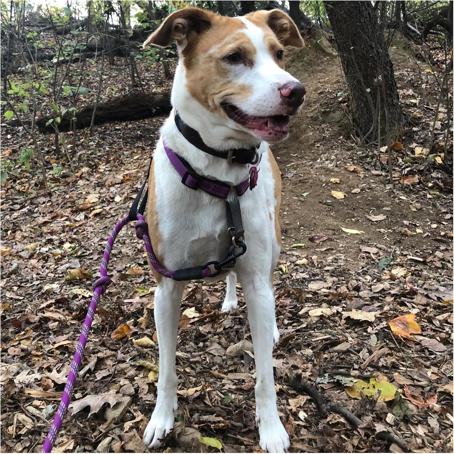 Heavy Duty Rope Dog Leash, 3/4/5/6/7/8/10/12/15 FT Nylon Pet Training Leash, Soft Padded Handle Thick Lead Leashes for Large Medium Dogs (6Ft*1/2", Purple)