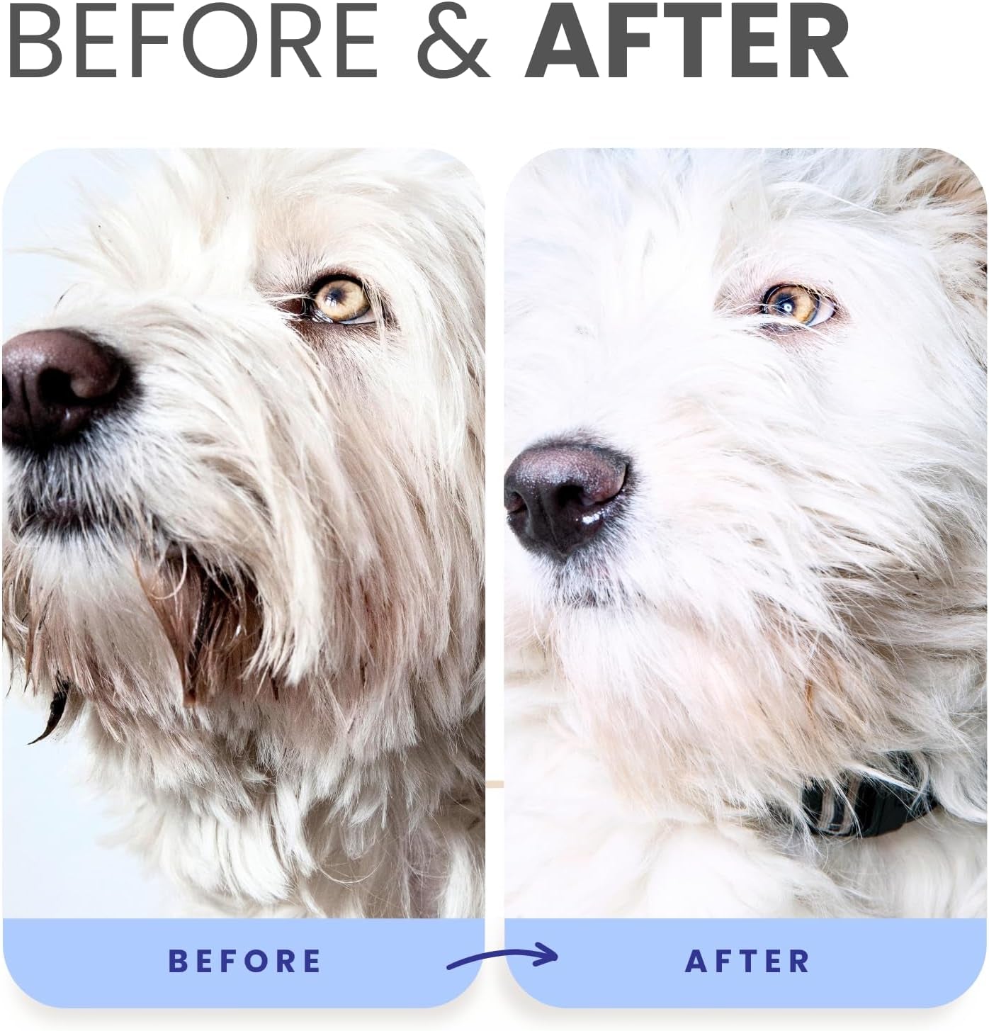 PRO Formula Berry Blue Brightening Pet Shampoo - Ultra - Hydrating Professional Whitening Dog Shampoo, Vivid Show - Quality Coat Enhancer, Tear Stain & Odor Eliminator with Provitamin B5 16Oz - pet needs7445054181160PRO Formula Berry Blue Brightening Pet Shampoo - Ultra - Hydrating Professional Whitening Dog Shampoo, Vivid Show - Quality Coat Enhancer, Tear Stain & Odor Eliminator with Provitamin B5 16OzBerry Blue Shampoo 16Ozpet needs