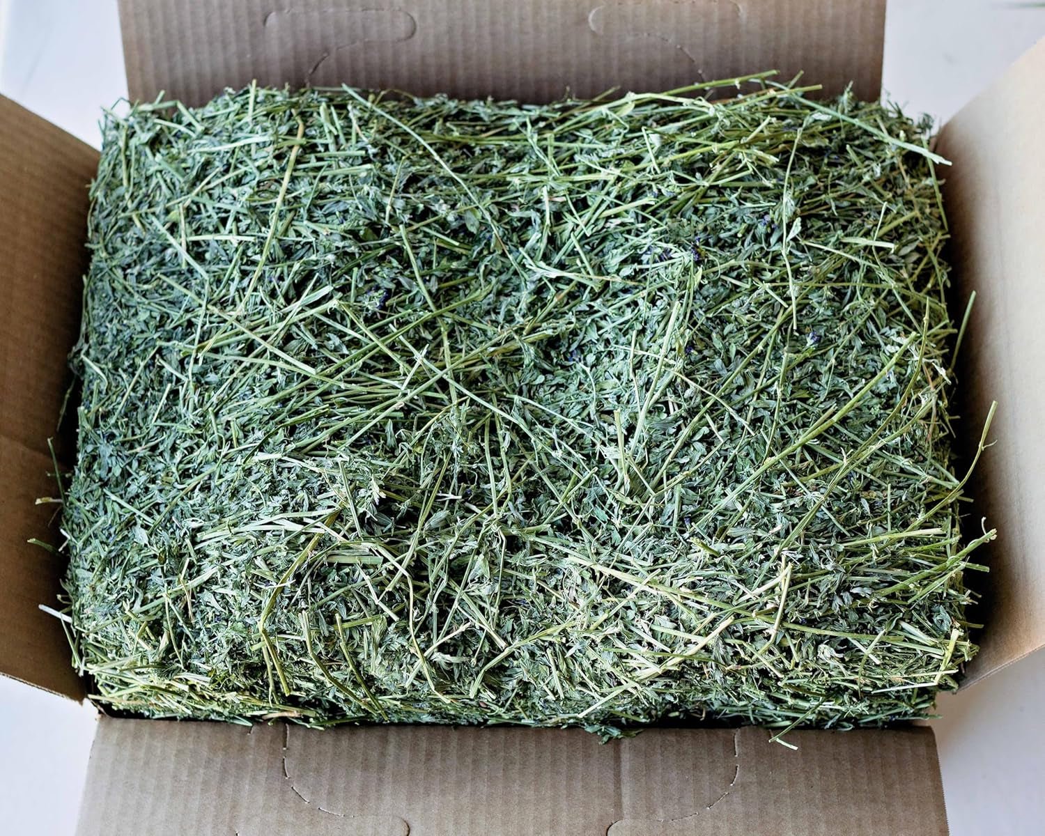 Alfalfa Hay for Rabbits & Small Pets, 5 Lbs - pet needs744110235326Alfalfa Hay for Rabbits & Small Pets, 5 Lbs5 Pound (Pack Of 1)pet needs