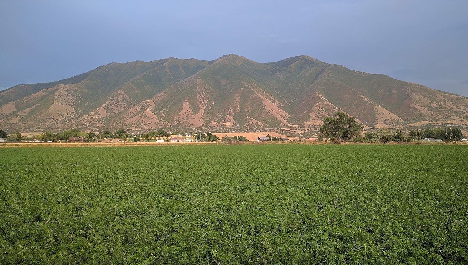 Alfalfa Hay for Rabbits & Small Pets, 5 Lbs - pet needs744110235326Alfalfa Hay for Rabbits & Small Pets, 5 Lbs5 Pound (Pack Of 1)pet needs