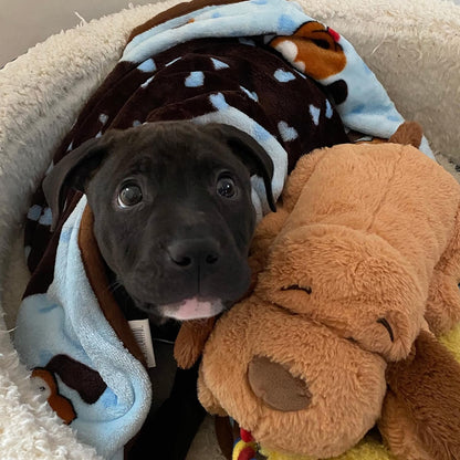 Blanket for Pets - Cozy Dog Blanket for Small Dogs - Machine Washable Dog Blanket in Blue - pet needs711181037692Blanket for Pets - Cozy Dog Blanket for Small Dogs - Machine Washable Dog Blanket in BlueBluepet needs