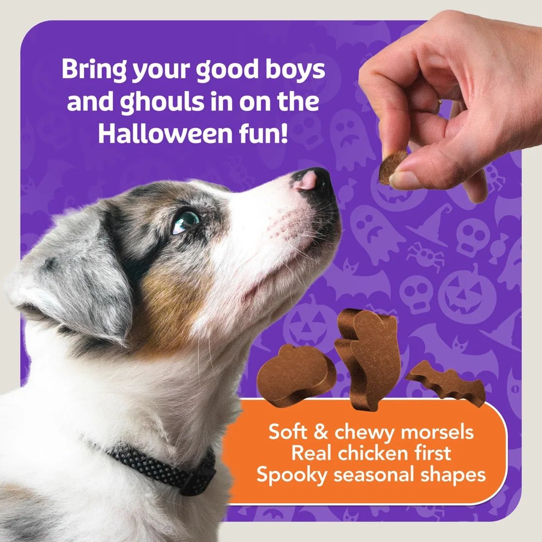 Boo Bits Soft & Chewy Halloween Dog Treats, Tasty Chicken Recipe, 4.5 - Oz Bag - pet needs711181193183Boo Bits Soft & Chewy Halloween Dog Treats, Tasty Chicken Recipe, 4.5 - Oz Bag1pet needs