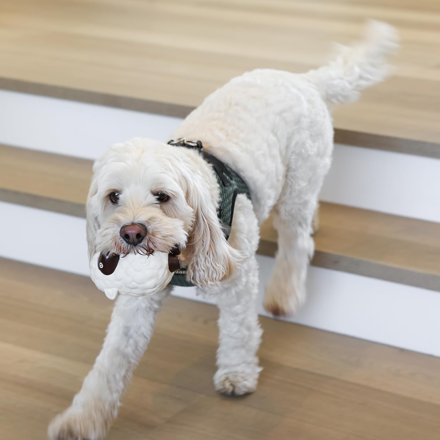 Dog Chew Toy Set for Small to Medium Breeds, Includes All Natural Rubber, Cotton, Ball & Rope Toys, Ideal Puppy Chew Toys for Teething, Reduces Destructive Chewing & Anxiety (Pack of 6) - pet needs7445043635698Dog Chew Toy Set for Small to Medium Breeds, Includes All Natural Rubber, Cotton, Ball & Rope Toys, Ideal Puppy Chew Toys for Teething, Reduces Destructive Chewing & Anxiety (Pack of 6)Cow Chew Toy Setpet needs