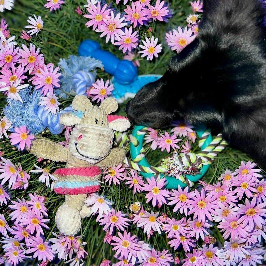 Dog Chew Toy Set for Small to Medium Breeds, Includes All Natural Rubber, Cotton, Ball & Rope Toys, Ideal Puppy Chew Toys for Teething, Reduces Destructive Chewing & Anxiety (Pack of 6) - pet needs7445043635698Dog Chew Toy Set for Small to Medium Breeds, Includes All Natural Rubber, Cotton, Ball & Rope Toys, Ideal Puppy Chew Toys for Teething, Reduces Destructive Chewing & Anxiety (Pack of 6)Cow Chew Toy Setpet needs