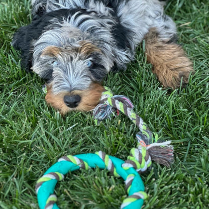 Dog Chew Toy Set for Small to Medium Breeds, Includes All Natural Rubber, Cotton, Ball & Rope Toys, Ideal Puppy Chew Toys for Teething, Reduces Destructive Chewing & Anxiety (Pack of 6) - pet needs7445043635698Dog Chew Toy Set for Small to Medium Breeds, Includes All Natural Rubber, Cotton, Ball & Rope Toys, Ideal Puppy Chew Toys for Teething, Reduces Destructive Chewing & Anxiety (Pack of 6)Cow Chew Toy Setpet needs