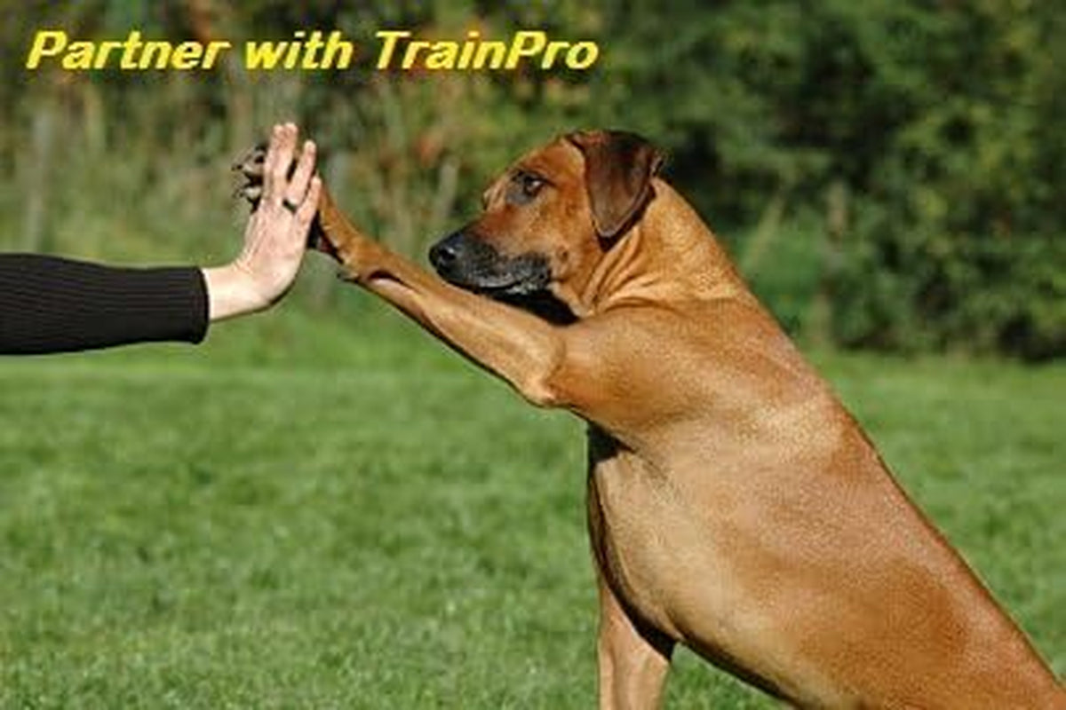 Replacement ¾” Dog Collar Strap Bands with Double Buckle Loop Training for All Brands of Pet Shock Bark E Collars and Fences.