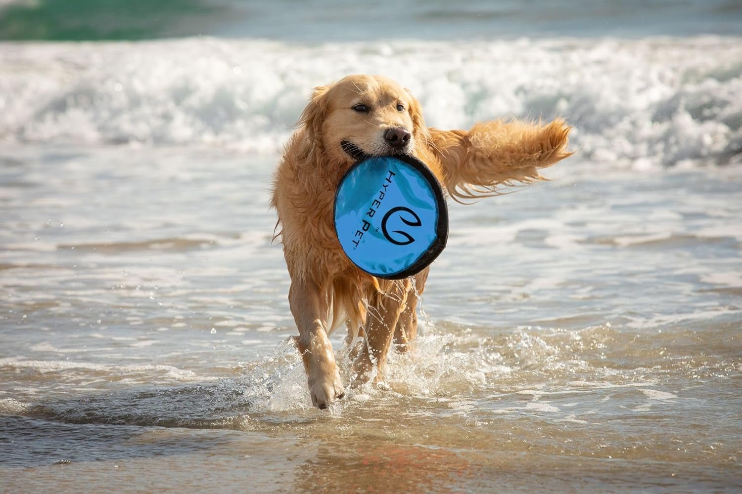 Flippy Flopper 9" Flying Disc Soft Dog Toy, Floats in Water & Safe on Teeth, for All Breeds, Pack of 5 (Colors May Vary) - pet needs7445031919939Flippy Flopper 9" Flying Disc Soft Dog Toy, Floats in Water & Safe on Teeth, for All Breeds, Pack of 5 (Colors May Vary)Multi - Color9" Pack Of 59" Pack Of 5pet needs