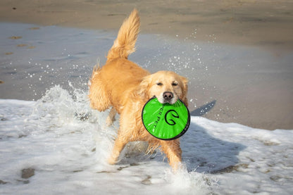 Flippy Flopper 9" Flying Disc Soft Dog Toy, Floats in Water & Safe on Teeth, for All Breeds, Pack of 5 (Colors May Vary) - pet needs7445031919939Flippy Flopper 9" Flying Disc Soft Dog Toy, Floats in Water & Safe on Teeth, for All Breeds, Pack of 5 (Colors May Vary)Multi - Color9" Pack Of 59" Pack Of 5pet needs