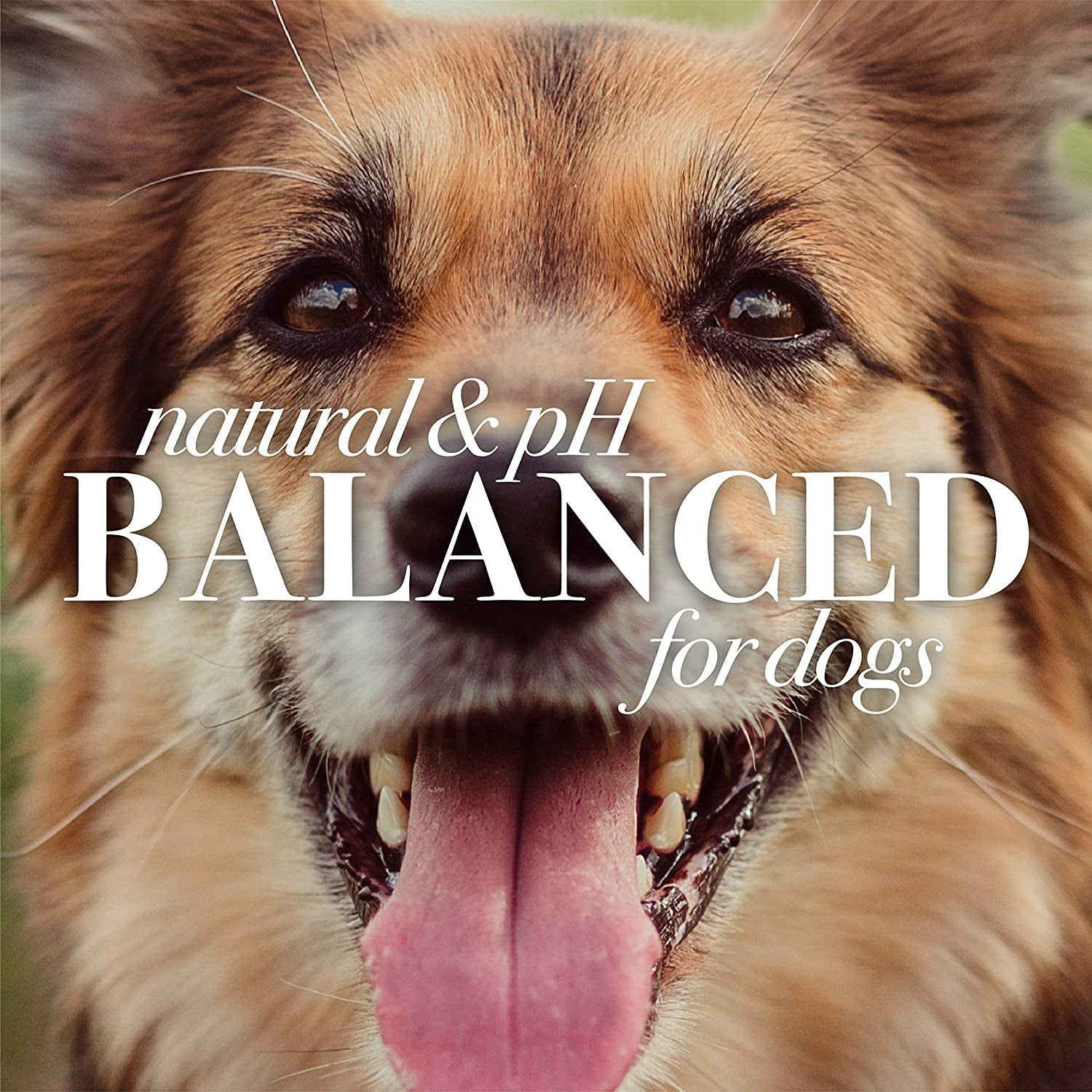 for Pets Multipurpose Dog Wipes with with Honey, 98% Natural Origin Formulas, Hypoallergenic Dog Wipes Cleaning, Dog Cleaning Wipes, Dog Wipes for Paws and Butt, 50Ct - pet needs313052440480for Pets Multipurpose Dog Wipes with with Honey, 98% Natural Origin Formulas, Hypoallergenic Dog Wipes Cleaning, Dog Cleaning Wipes, Dog Wipes for Paws and Butt, 50Ctpet needs