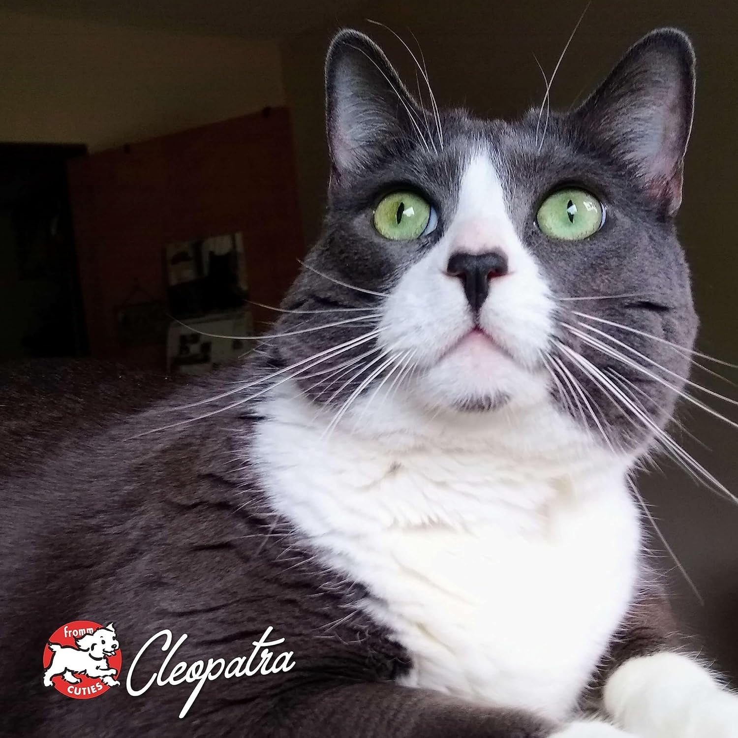 Four - Star Nutritionals Grain - Free Game Bird Dry Cat Food (4 Lb) - pet needs726084599161Four - Star Nutritionals Grain - Free Game Bird Dry Cat Food (4 Lb)Game Bird4 Pound (Pack Of 1)4 Pound (Pack Of 1)pet needs