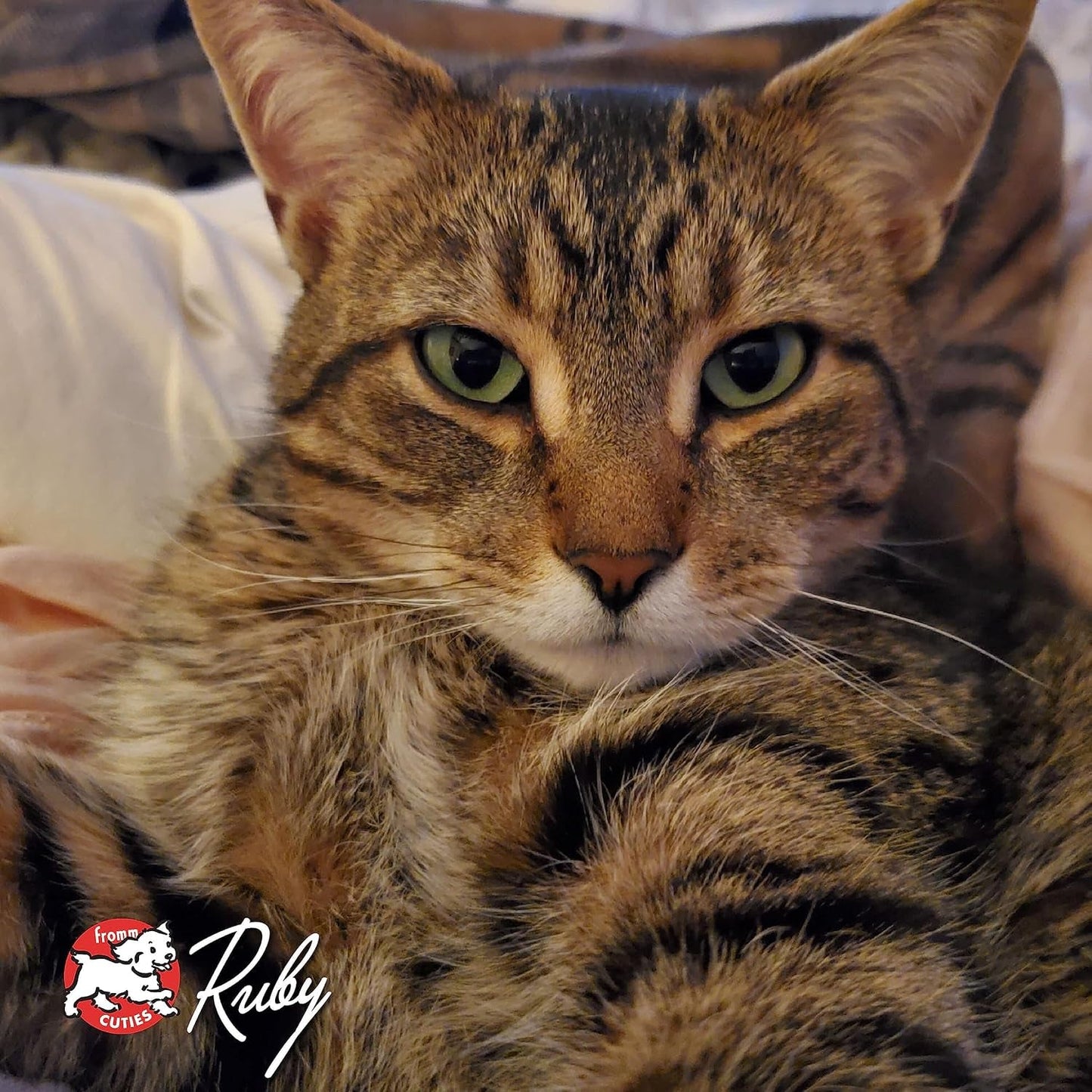 Four - Star Nutritionals Grain - Free Game Bird Dry Cat Food (4 Lb) - pet needs726084599161Four - Star Nutritionals Grain - Free Game Bird Dry Cat Food (4 Lb)Game Bird4 Pound (Pack Of 1)4 Pound (Pack Of 1)pet needs