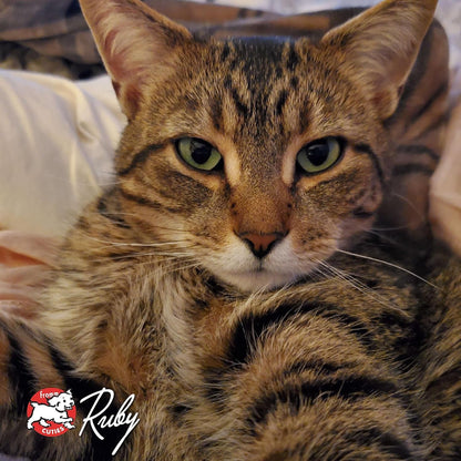 Four - Star Nutritionals Grain - Free Game Bird Dry Cat Food (4 Lb) - pet needs726084599161Four - Star Nutritionals Grain - Free Game Bird Dry Cat Food (4 Lb)Game Bird4 Pound (Pack Of 1)4 Pound (Pack Of 1)pet needs