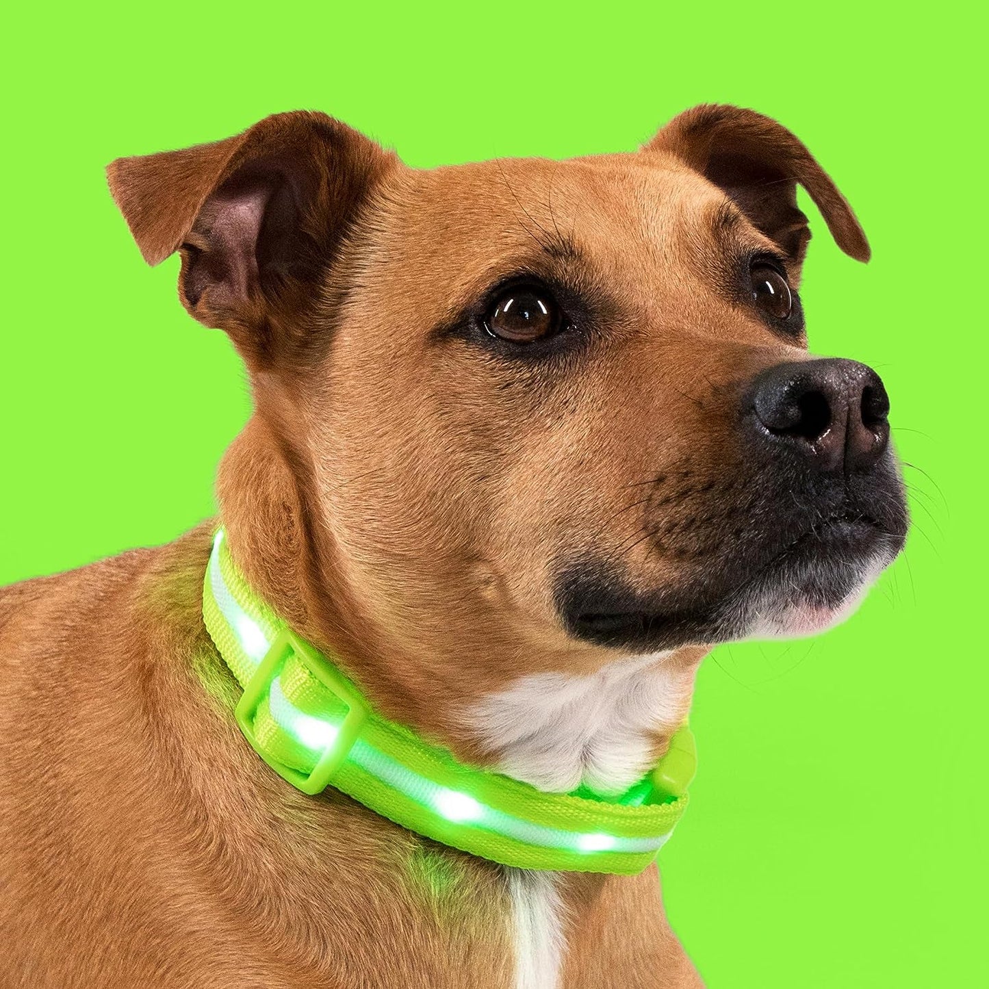 Light up Dog Collar - the Original LED Dog Collar - USB Rechargeable - Waterproof - 1,000 Feet of Visibility - Dog Collar Light for Small, Medium, Large Dogs - USA Brand - pet needs7445020076087Light up Dog Collar - the Original LED Dog Collar - USB Rechargeable - Waterproof - 1,000 Feet of Visibility - Dog Collar Light for Small, Medium, Large Dogs - USA BrandGreenLarge (Pack Of 1)Large (Pack Of 1)pet needs