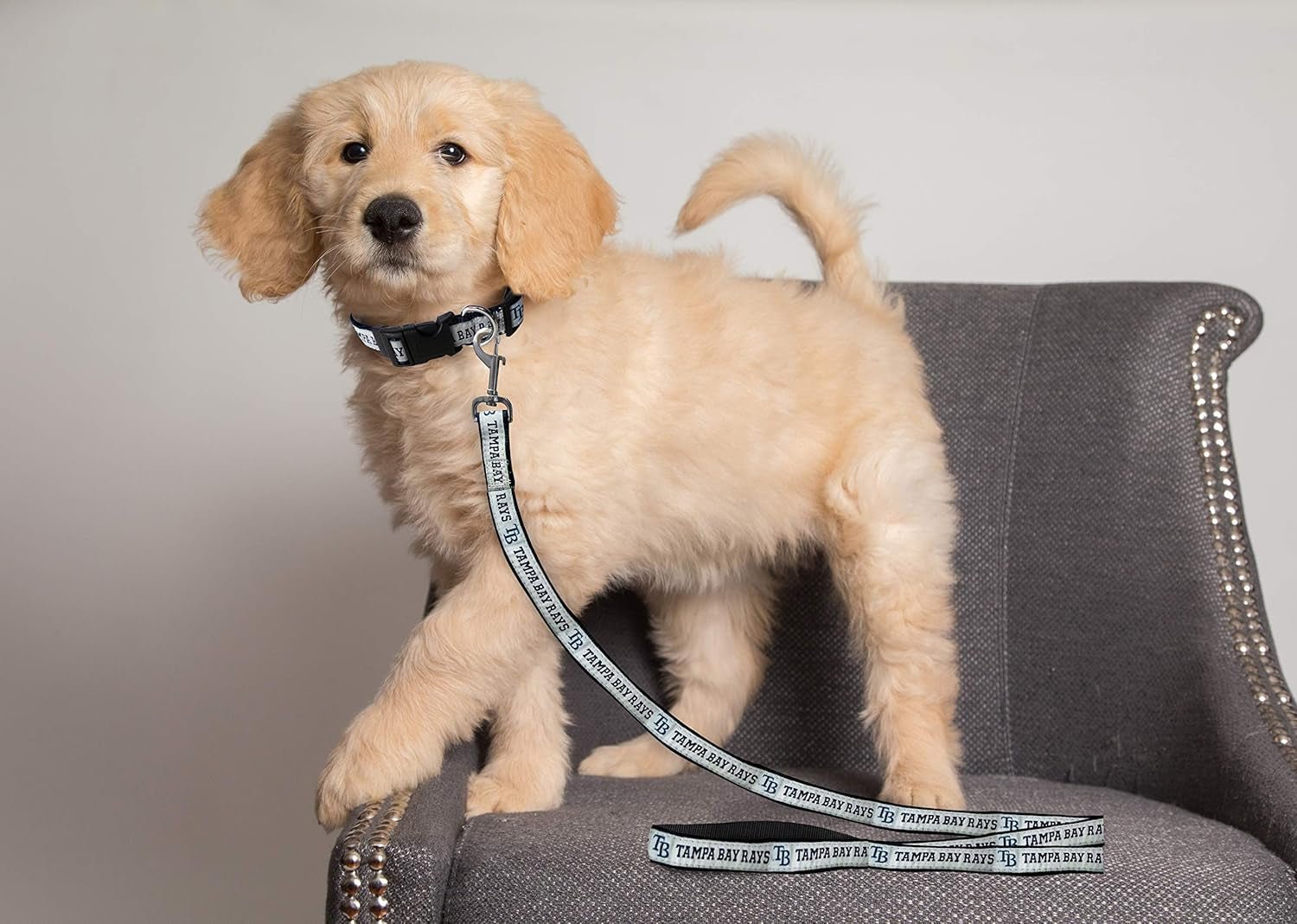 MLB PET Leash, Small, Tampa Bay Rays Dog Leash, Baseball Team Leash for Dogs & Cats. a Shiny & Colorful Dog & Cat Leash with Emboridered Team Name/Logo Licensed by the MLB - pet needs313040369359MLB PET Leash, Small, Tampa Bay Rays Dog Leash, Baseball Team Leash for Dogs & Cats. a Shiny & Colorful Dog & Cat Leash with Emboridered Team Name/Logo Licensed by the MLBTampa Bay RaysSmallSmallpet needs