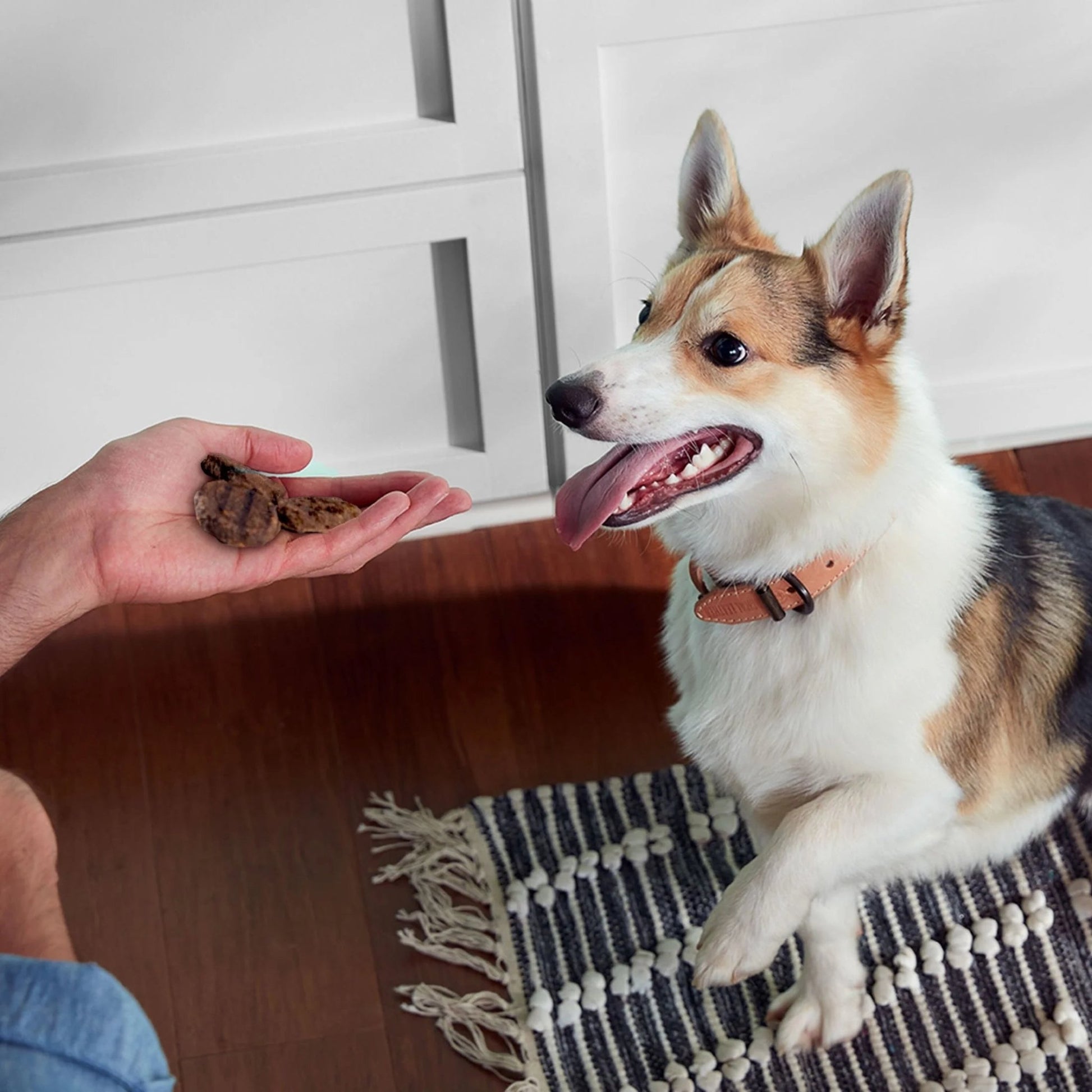 Rachael Ray Burger Bites Dog Treats, Beef Burger with Bison Recipe, Grain Free, 12 Oz. - pet needs744110523447Rachael Ray Burger Bites Dog Treats, Beef Burger with Bison Recipe, Grain Free, 12 Oz.Beef11pet needs