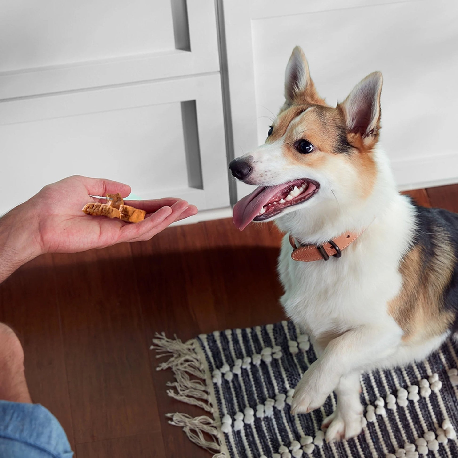 Rachael Ray Savory Roasters Dog Treats, Chicken Recipe, 12 - Ounce Pouch - pet needs7445005026038Rachael Ray Savory Roasters Dog Treats, Chicken Recipe, 12 - Ounce PouchChicken11pet needs