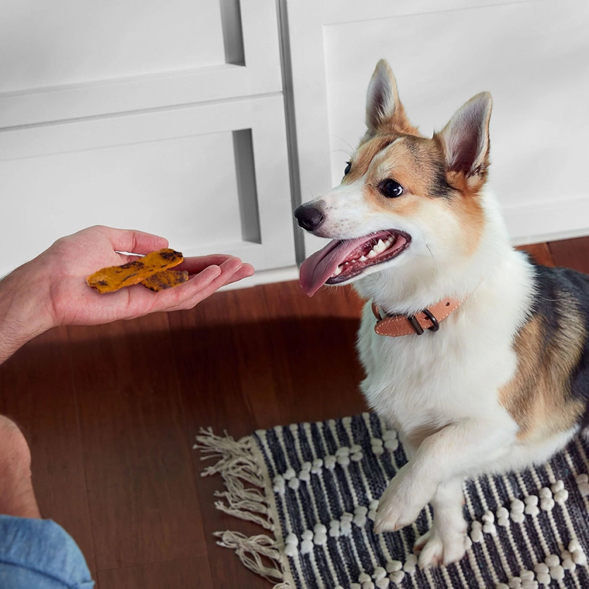 Rachael Ray Turkey Bites Dry Dog Treats, Turkey & Hickory Smoke Bacon Soft Treats, 5 Oz. Pouch - pet needs744110073034Rachael Ray Turkey Bites Dry Dog Treats, Turkey & Hickory Smoke Bacon Soft Treats, 5 Oz. PouchHickory Smoked Baconpet needs