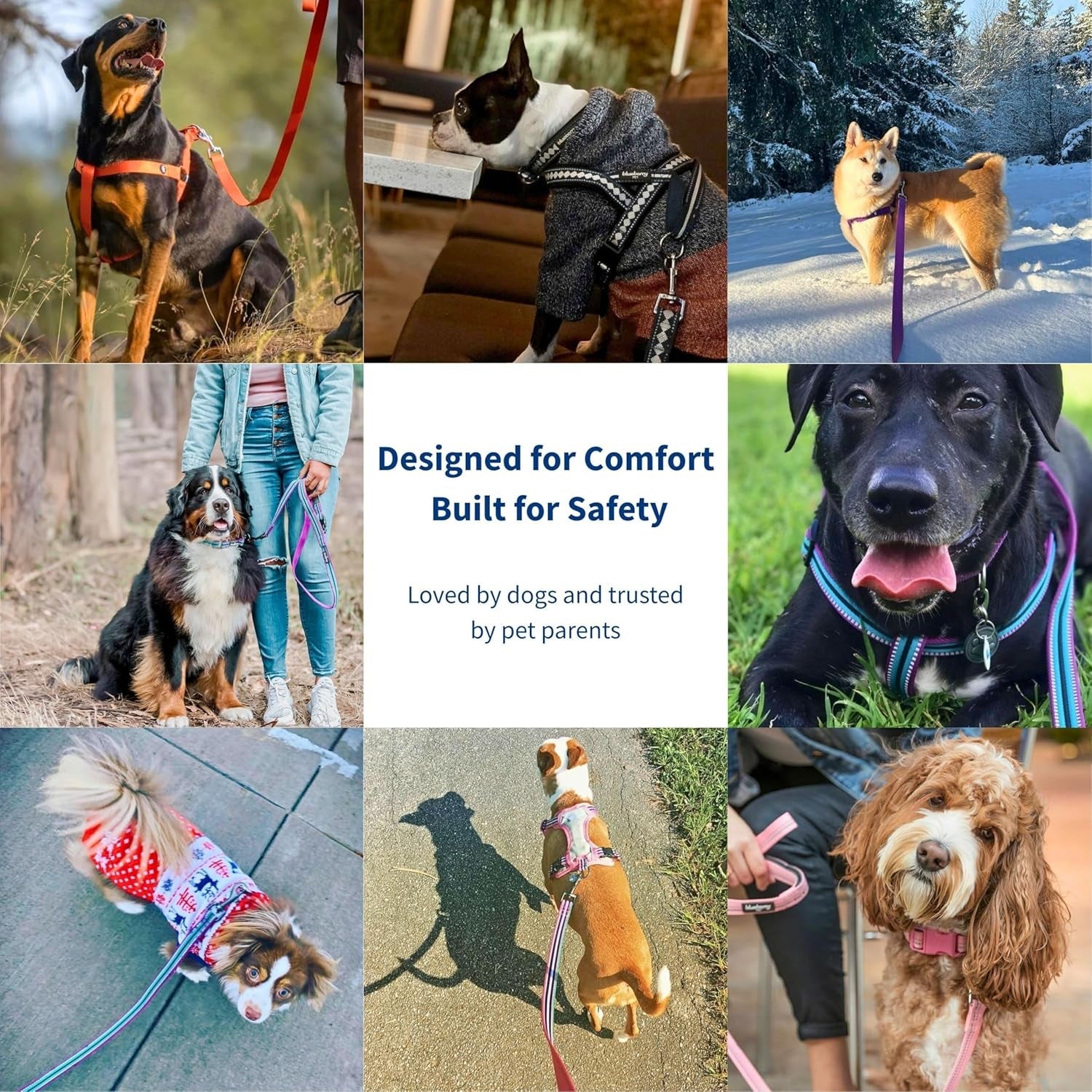 Reflective Dog Leash for Active Adventures, Puppy Essentials, Durable Leashes Heavy Duty, Gentle Leader for Dogs, Small Sizes, Violet & Celeste - pet needs705353145087Reflective Dog Leash for Active Adventures, Puppy Essentials, Durable Leashes Heavy Duty, Gentle Leader for Dogs, Small Sizes, Violet & Celestepet needs