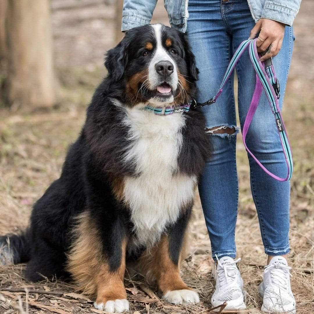 Reflective Dog Leash for Active Adventures, Puppy Essentials, Durable Leashes Heavy Duty, Gentle Leader for Dogs, Small Sizes, Violet & Celeste - pet needs705353145087Reflective Dog Leash for Active Adventures, Puppy Essentials, Durable Leashes Heavy Duty, Gentle Leader for Dogs, Small Sizes, Violet & Celestepet needs