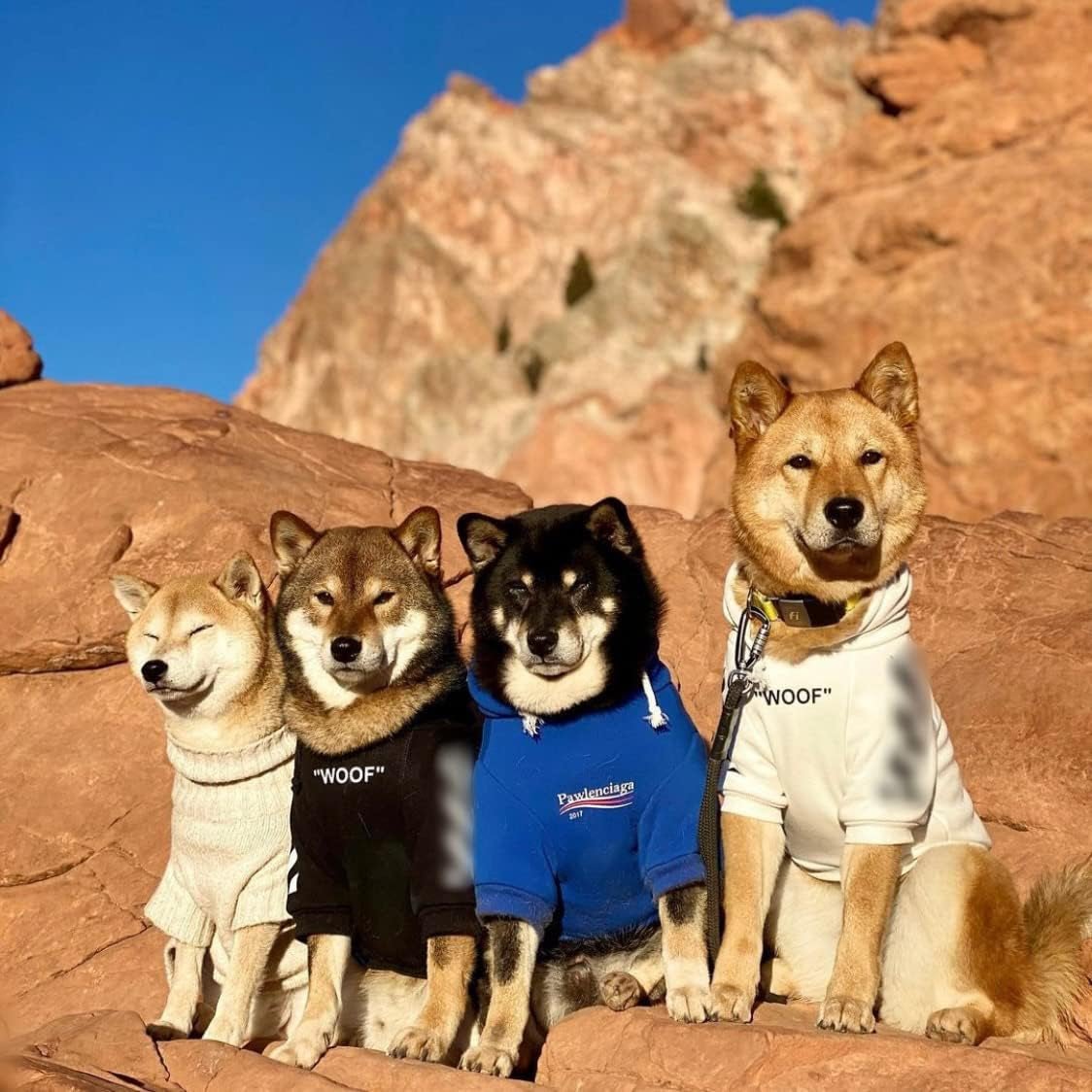 Stylish Streetwear Blue Dog Sweatshirt Tracksuits, Cats Hoodies, Dog Outfit for Cat Puppy Small Medium (3XL) - pet needs726084910201Stylish Streetwear Blue Dog Sweatshirt Tracksuits, Cats Hoodies, Dog Outfit for Cat Puppy Small Medium (3XL)Pawlenciaga3Xl (Chest: 23.6'' - 28'' / Suggest: 30 - 55 Lbs)3Xl (Chest: 23.6'' - 28'' / Suggest: 30 - 55 Lbs)pet needs