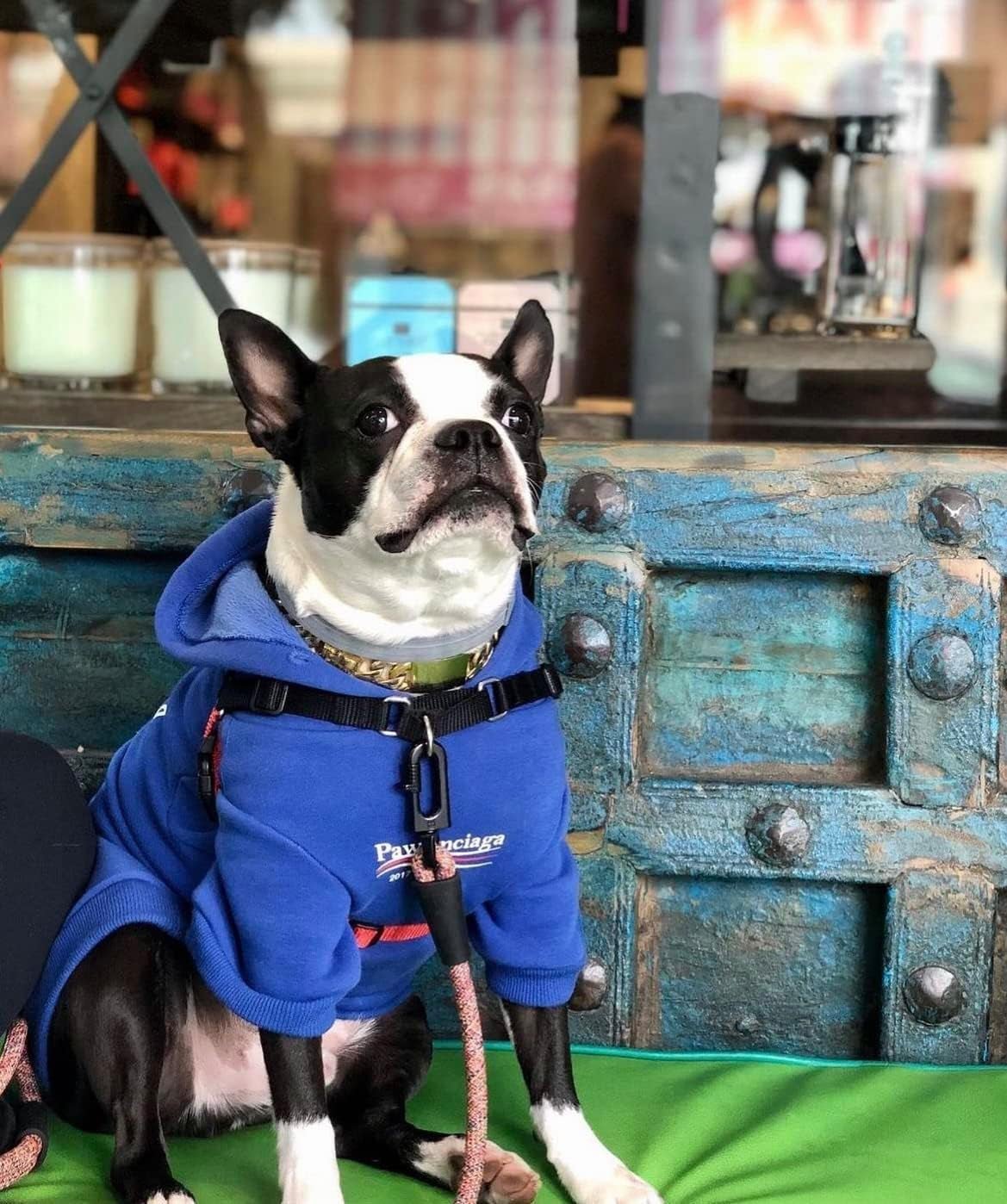 Stylish Streetwear Blue Dog Sweatshirt Tracksuits, Cats Hoodies, Dog Outfit for Cat Puppy Small Medium (3XL) - pet needs726084910201Stylish Streetwear Blue Dog Sweatshirt Tracksuits, Cats Hoodies, Dog Outfit for Cat Puppy Small Medium (3XL)Pawlenciaga3Xl (Chest: 23.6'' - 28'' / Suggest: 30 - 55 Lbs)3Xl (Chest: 23.6'' - 28'' / Suggest: 30 - 55 Lbs)pet needs