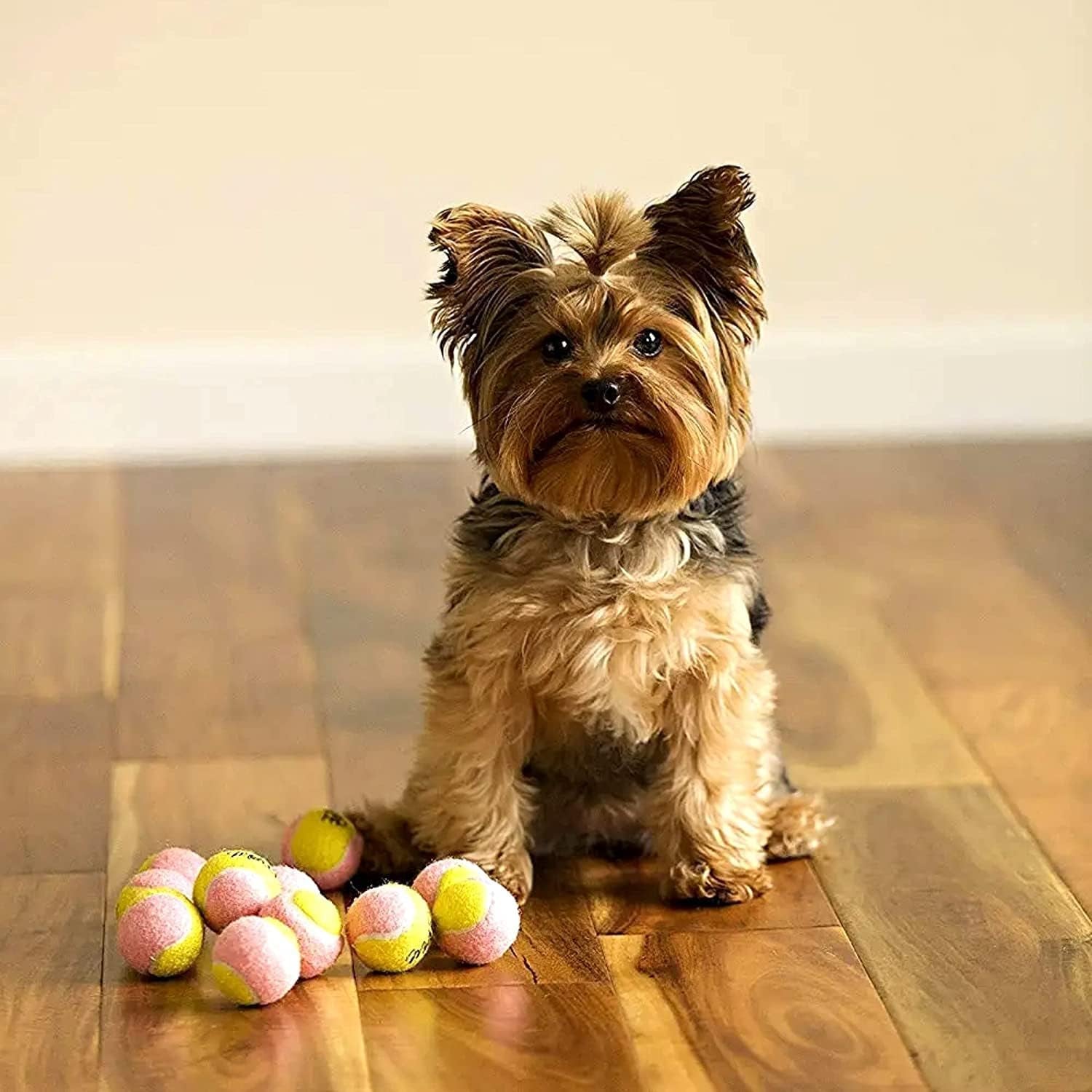 X - Small Dog Tennis Balls 1.5" Pack of 12 - Puppy Mini Fetch Pet Little Tennis Balls - Yellow/Pink - pet needs313089534503X - Small Dog Tennis Balls 1.5" Pack of 12 - Puppy Mini Fetch Pet Little Tennis Balls - Yellow/PinkPinkpet needs