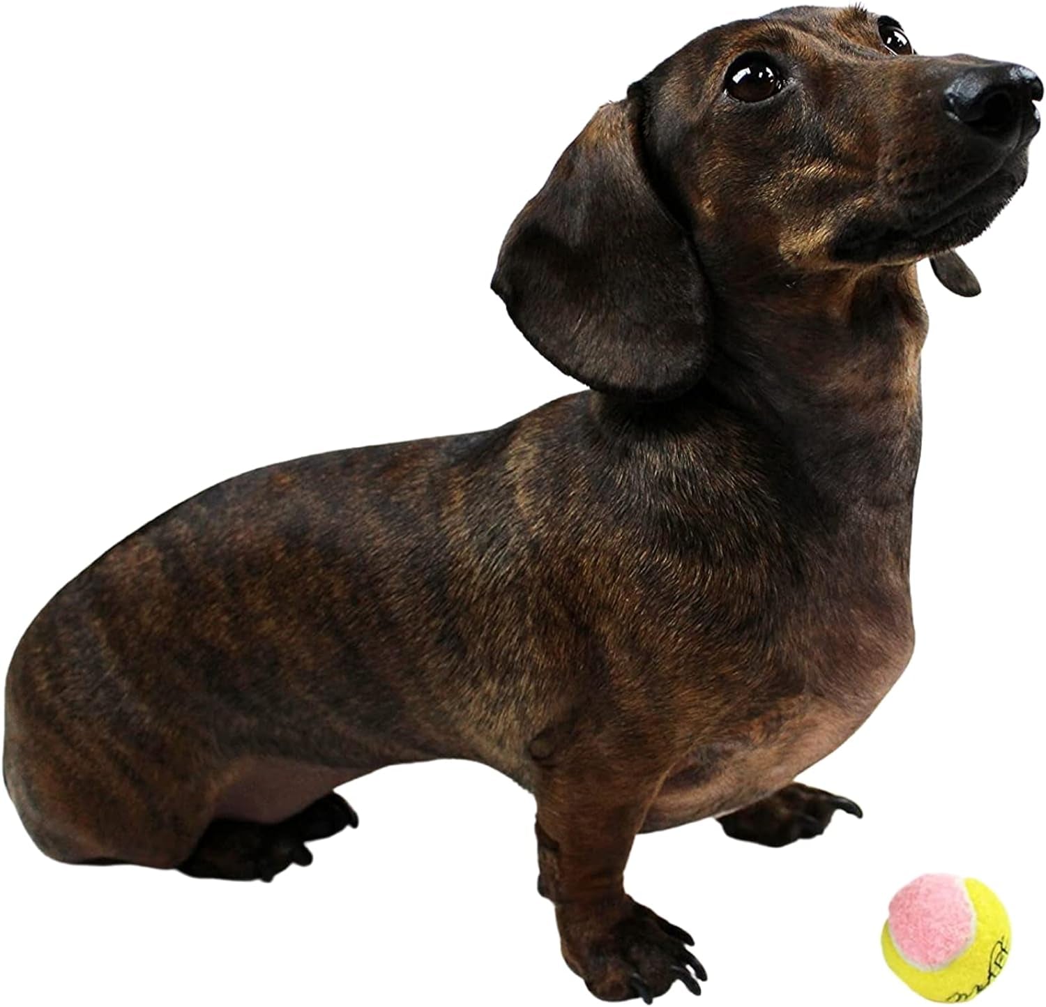 X - Small Dog Tennis Balls 1.5" Pack of 12 - Puppy Mini Fetch Pet Little Tennis Balls - Yellow/Pink - pet needs313089534503X - Small Dog Tennis Balls 1.5" Pack of 12 - Puppy Mini Fetch Pet Little Tennis Balls - Yellow/PinkPinkpet needs
